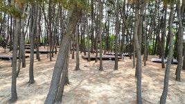 용두해수욕장 숲속야영장