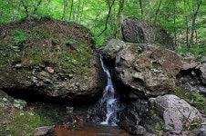 유치 자연휴양림