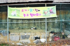 은해사권역 은해로운 휴양마을 캠핑장 고캠핑
