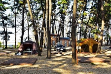 춘장대 중앙솔밭캠핑 고캠핑