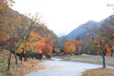 금대자동차야영장(치악산국립공원)