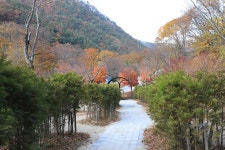 금대자동차야영장(치악산국립공원)