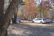 참나무숲 오토캠핑장 고캠핑