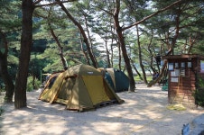 엄둔솔밭빌리지 고캠핑