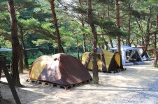 엄둔솔밭빌리지 고캠핑