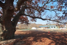 피플앤독 느티캠핑장 고캠핑