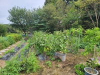 숲속에안뜰 캠핑장