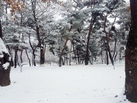 후평숲캠핑장 고캠핑