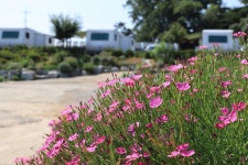 클럽레스피아in삽교바다공원 고캠핑