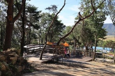 강화도 아침 숲속야영장