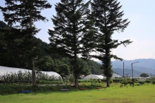 횡성 노다지야영장 불타는 삼촌 고캠핑