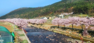 소나무 풍경 펜션 야영장 고캠핑