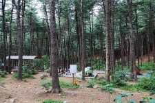 호명산잣나무숲속캠핑장