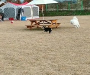 랩도그빌애견캠핑장