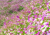 [9월] 코스모스 장관을 이루는 대황강 자연휴식공원 - 곡성문화관광  [9월] 코스모스 장관을 이루는 대황강 자연휴식공원