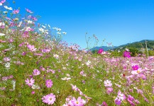 [9월] 코스모스 장관을 이루는 대황강 자연휴식공원 - 곡성문화관광  [9월] 코스모스 장관을 이루는 대황강 자연휴식공원