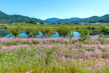 [9월] 코스모스 장관을 이루는 대황강 자연휴식공원 - 곡성문화관광  [9월] 코스모스 장관을 이루는 대황강 자연휴식공원
