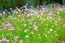 [9월] 대황강 자연휴식공원 꽃길을 걸으세요. - 곡성문화관광 [9월] 대황강 자연휴식공원 꽃길을 걸으세요.