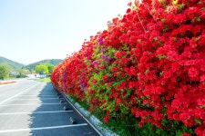 봄여행- 곡성 섬진강 철쭉길, 안전한소공원과 전망대에서 즐기세요 - 곡성문화관광 봄여행- 곡성 섬진강 철쭉길, 안전한소공원과 전망대에서... 