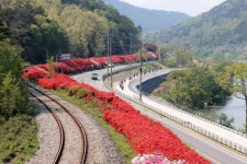 섬진강변 철쭉길 - 곡성문화관광 섬진강변 철쭉길