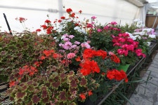 체험장둘러보기 > 시민자연학습체험장 > 센터시설소개 > 센터소개 > 공주시 농업기술센터  체험장둘러보기 > 시민자연학습체험장 > 센터시설소개... 