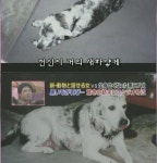 [초스왑] 검은개에서 하얀개로. - 고급유머 [초스왑] 검은개에서 하얀개로.