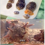 해삼의 비밀.jpg - 고급유머 해삼의 비밀.jpg