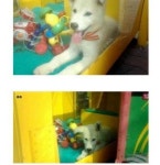 동네 인형뽑기甲.jpg - 고급유머 동네 인형뽑기甲.jpg