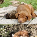 죽은 동생곁을 지키는 개 - 고급유머 죽은 동생곁을 지키는 개 