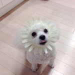 개바라기 - 고급유머 개바라기