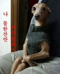 애미야? - 고급유머 애미야?