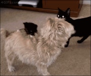 악령이 붙은 멍멍이 .gif - 고급유머 악령이 붙은 멍멍이 .gif