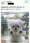 동물병원에 앉아 있는 강아지.twt - 고급유머 동물병원에 앉아 있는 강아지.twt