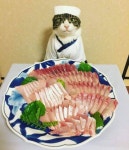 [스압]요리사 고양이.jpg - 고급유머 요리사 고양이.jpg