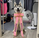 너무 작고 소중한 인간화환 리본 후기 사진들.jpg - 고급유머 너무 작고 소중한 인간화환 리본 후기 사진들.jpg