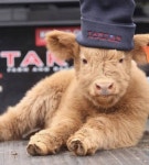 [스압] 댕댕이같은 하이랜드 아기소들 - 고급유머  댕댕이같은 하이랜드 아기소들