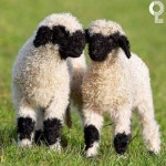 영화 숀더쉽 실제 모델이라는 까만코양 - 고급유머 영화 숀더쉽 실제 모델이라는 까만코양