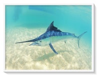 의외로 진화를 이상하게한 생물..jpg - 고급유머 의외로 진화를 이상하게한 생물..jpg