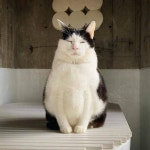 마치 다 산 듯한 얼굴을 하고 있는 고냥이.jpg - 고급유머 마치 다 산 듯한 얼굴을 하고 있는 고냥이.jpg