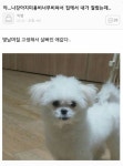 강아지미용 대참사.jpg - 고급유머 강아지미용 대참사.jpg