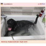리트리버 씻기는거 어렵지 않음 - 고급유머 리트리버 씻기는거 어렵지 않음