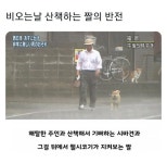 비오는 날 산책하는 짤의 반전.jpg - 고급유머 비오는 날 산책하는 짤의 반전.jpg