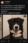 고양이 유튜버가 개를 맡았을 때 일어나는 참사 - 고급유머 고양이 유튜버가 개를 맡았을 때 일어나는 참사