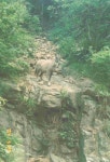최근에 촬영된 산양(강원) | 녹색연합