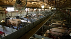 농식품부, 깨끗한 축산농장 추가 지정!