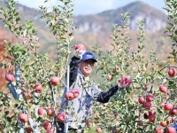 [포토] 무르익은 청송사과, 가을 농부들 손길! 웃음꽃 활짝