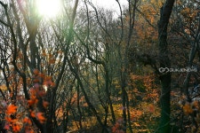 [사회적 거리두기] 월미공원, 가을이야? 겨울이야? [사회적 거리두기] 월미공원, 