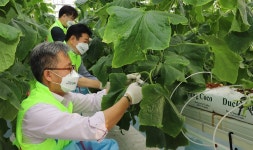 충남세종농협, 청년 스마트 팜 농장 일손돕기 봉사