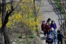 [봄마실] 상춘인파 응봉산 초입에 서다.