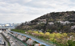 [4월] 폐쇄 속 더욱 아름다운 월미공원의 봄